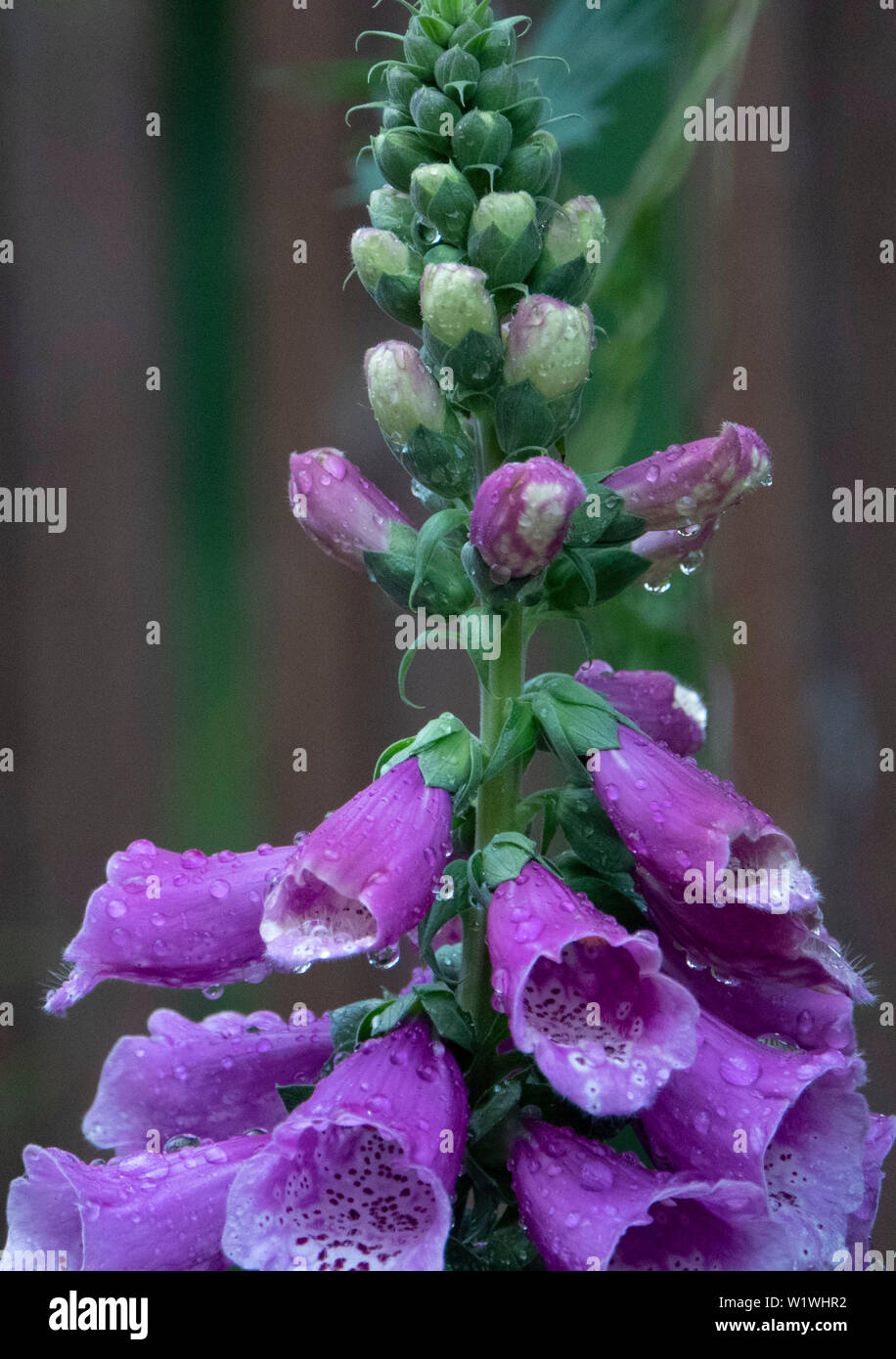 Tall flower hi-res stock photography and images - Alamy