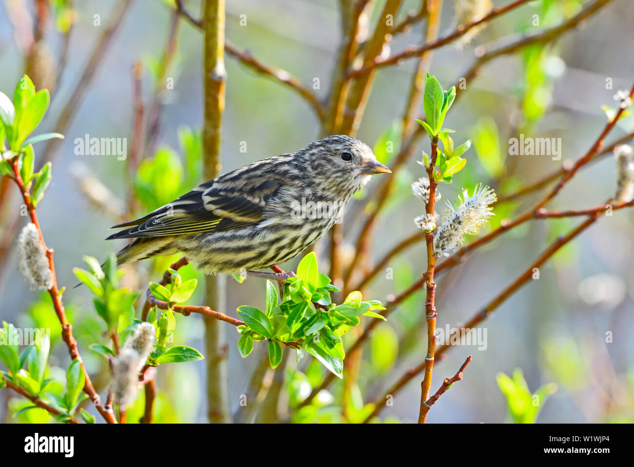 A side view of a Pine Siskin bird 'Carduelis pinus',  perched on a willow tree branch a forested area in rural Alberta Canada Stock Photo
