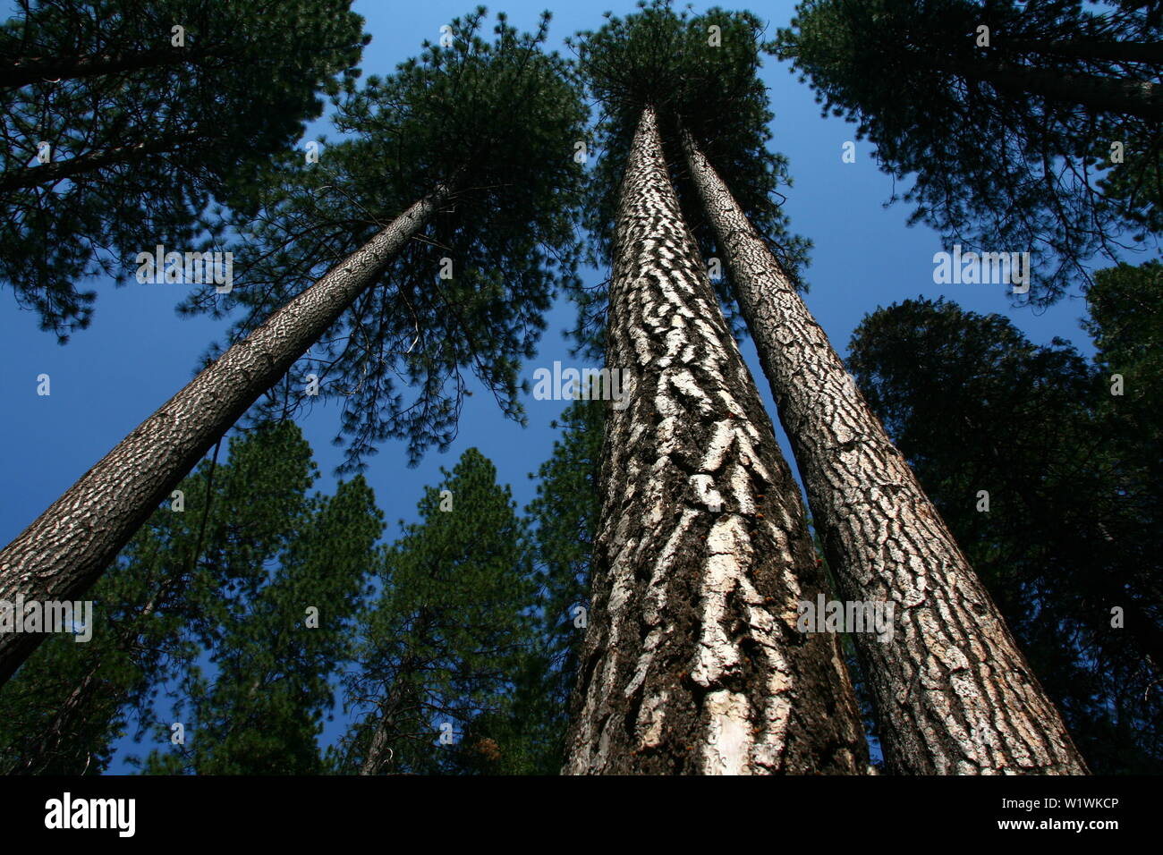 Giant hardwood trees hi-res stock photography and images - Alamy