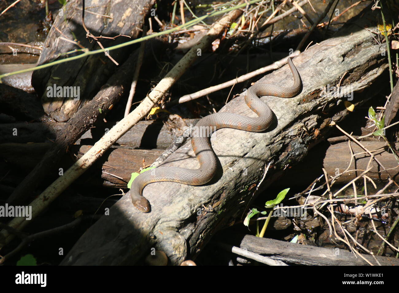 Northern water snake basking on log at Mason Neck State Park Stock
