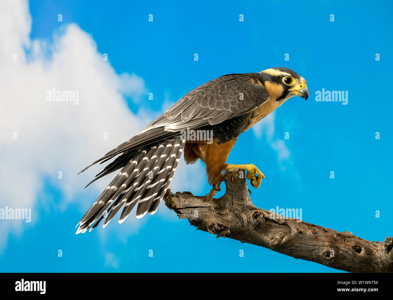 Aplomado Falcon Flying