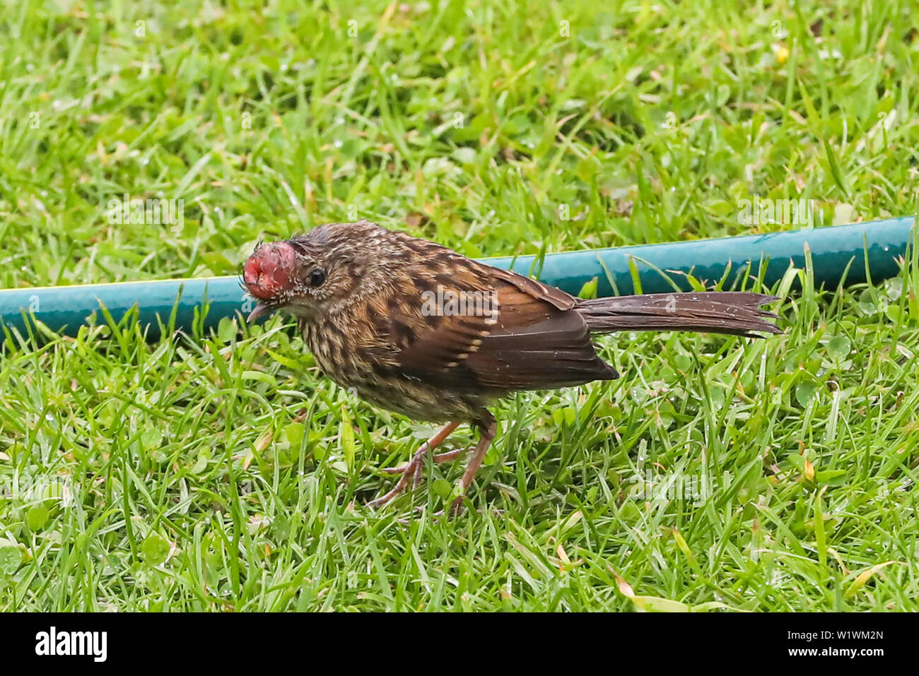 Avian pox hires stock photography and images Alamy