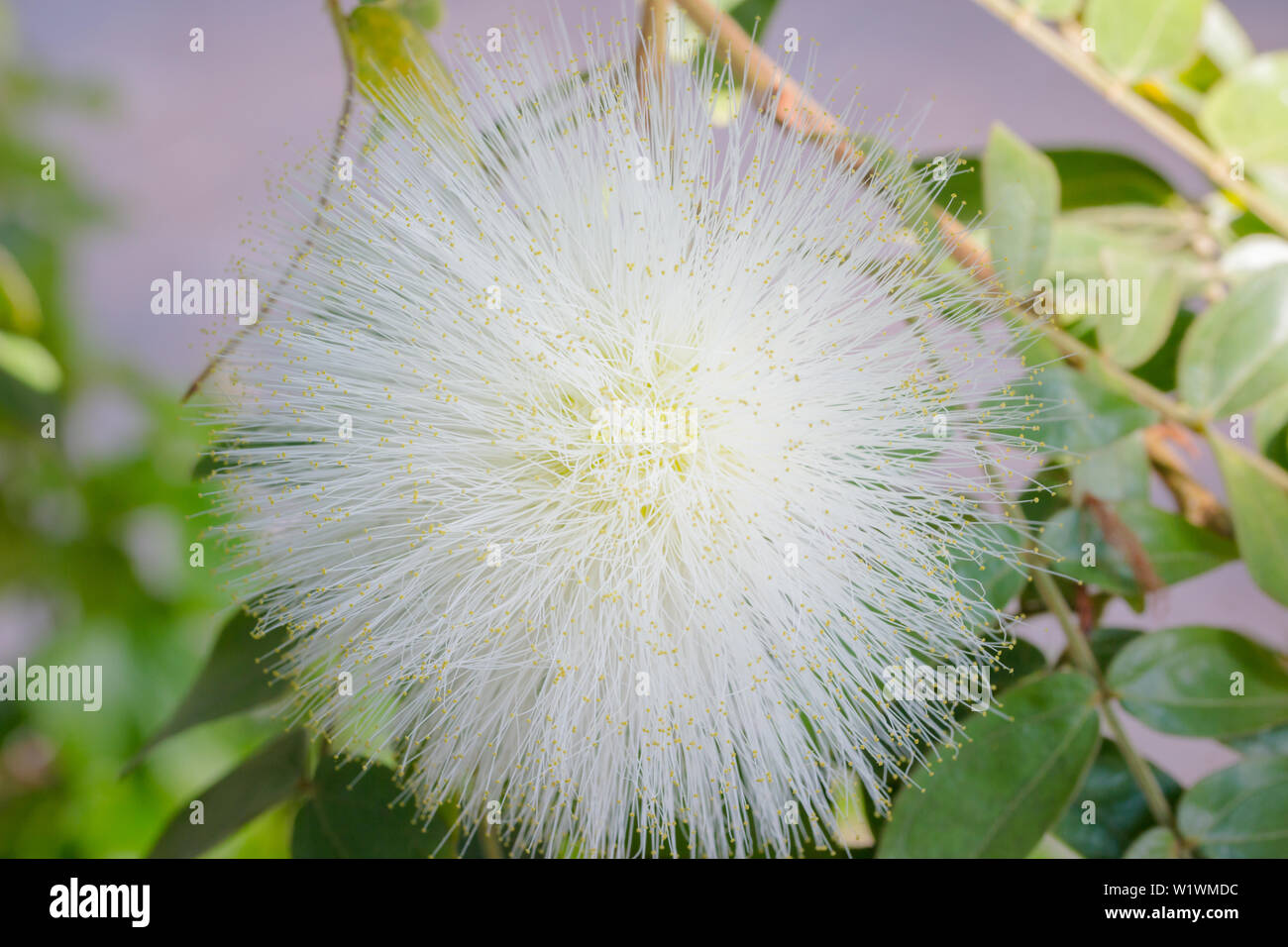 White Powder Puff, also known as Calliandra haematocephala Stock Photo Alamy