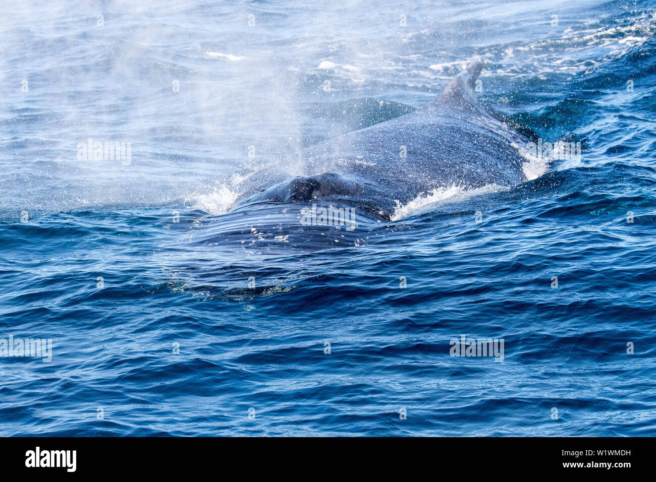 Megaptera Humpback Whale Megaptera novaeangliae Stock Photo - Alamy