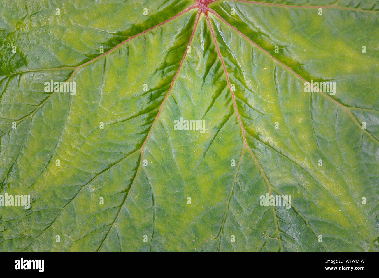 Green leaf macro texture use for background Stock Photo - Alamy