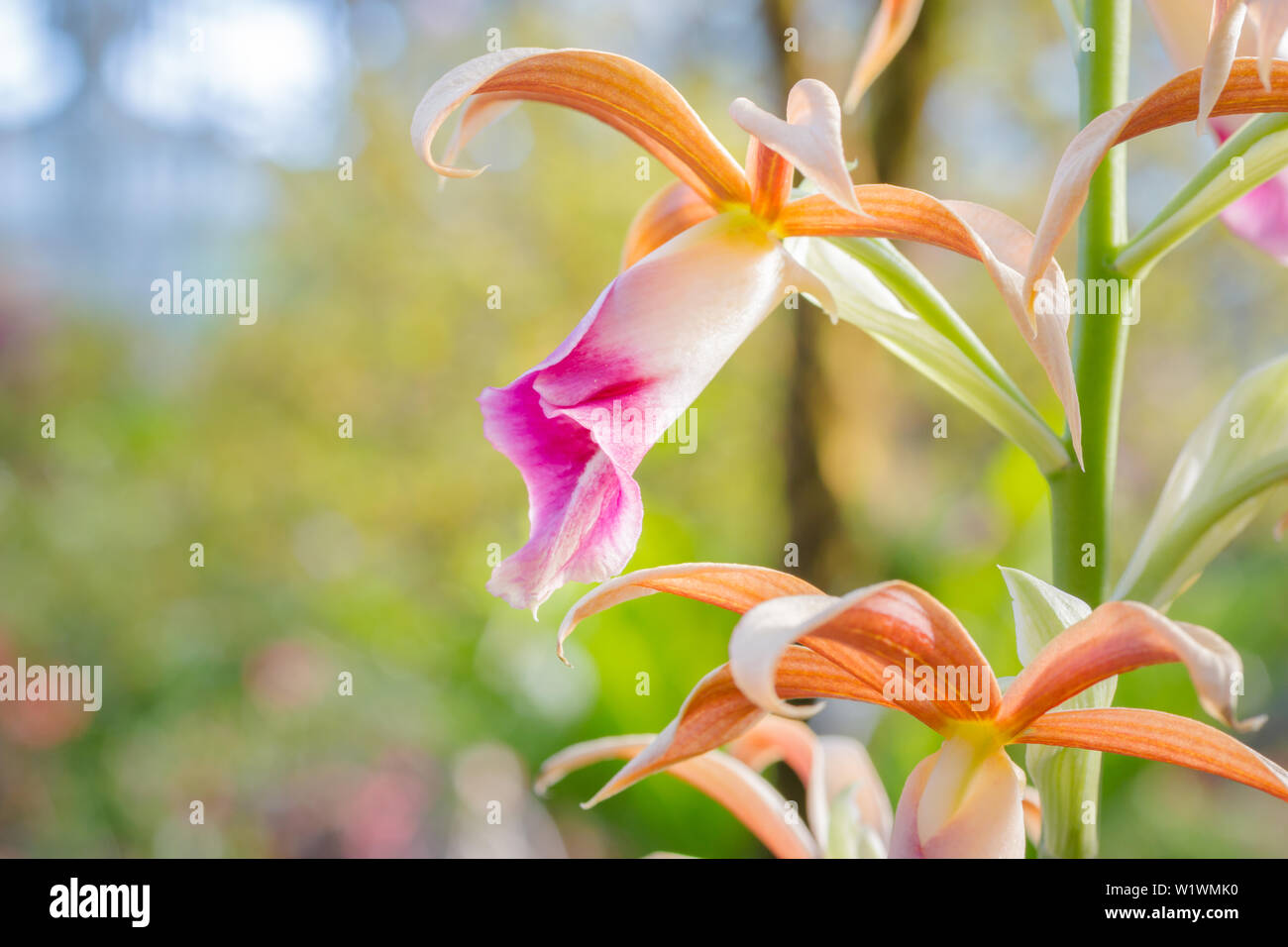 Beautiful purple and white orchid blooming close up view (Phaius tankervilleae) nature background. Stock Photo