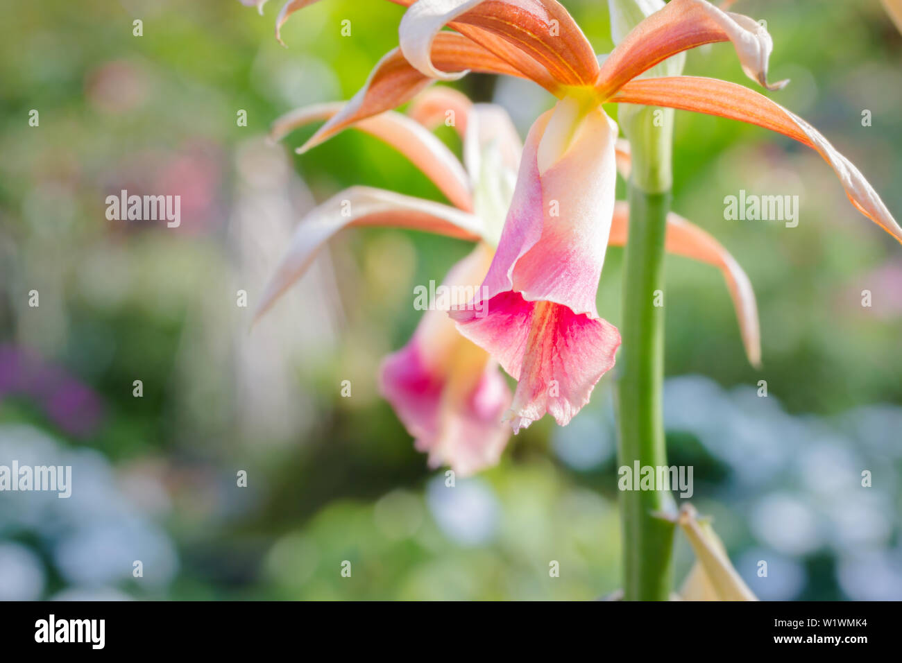 Beautiful purple and white orchid blooming close up view (Phaius tankervilleae) nature background. Stock Photo