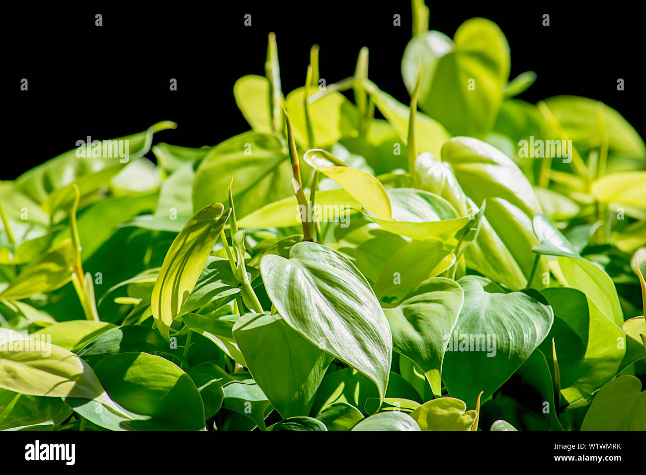 The beauty of green leaves or Aglaonema cochinchinense exposed to light on a black background. Stock Photo