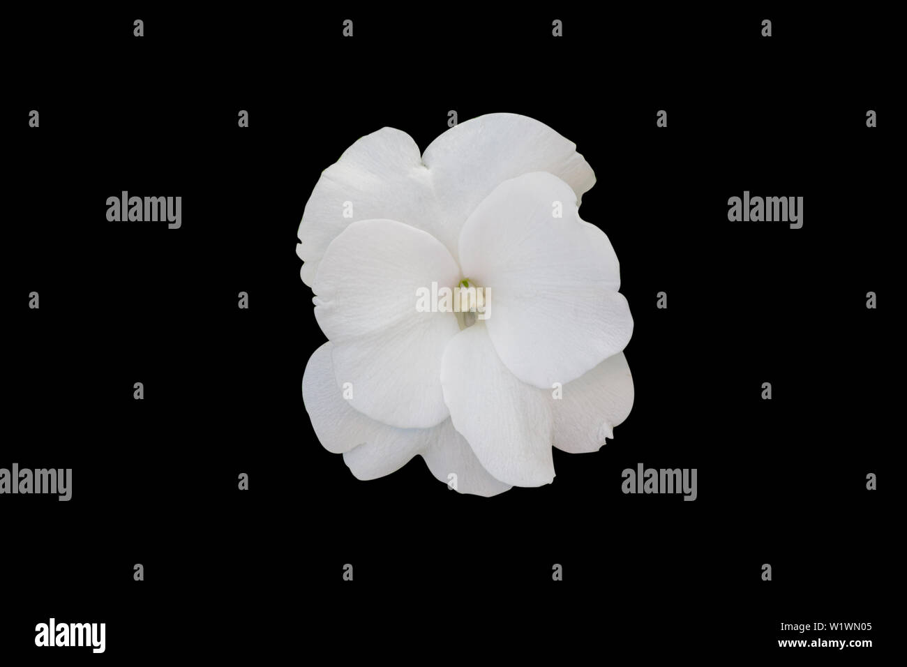 Impatiens walleriana white flower on black background. Stock Photo