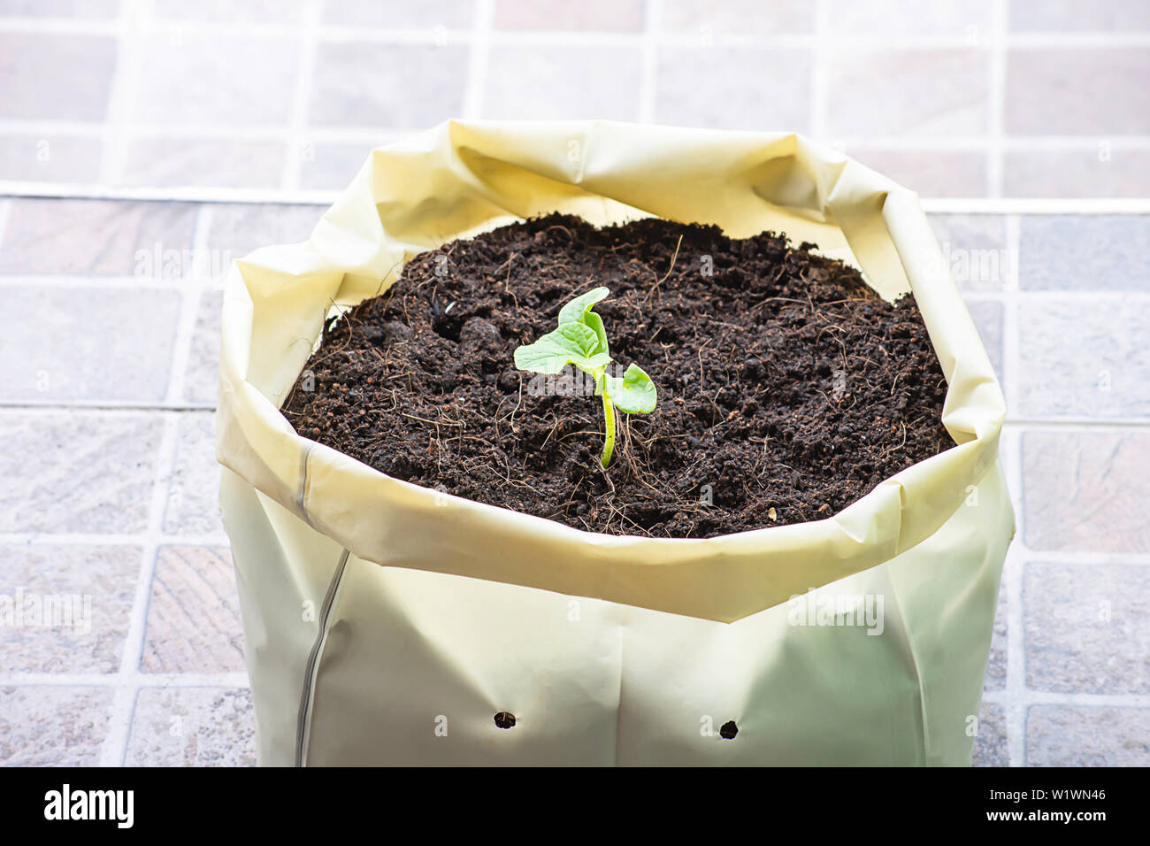 Seedlings of melon that are growing from seed on the ground in a