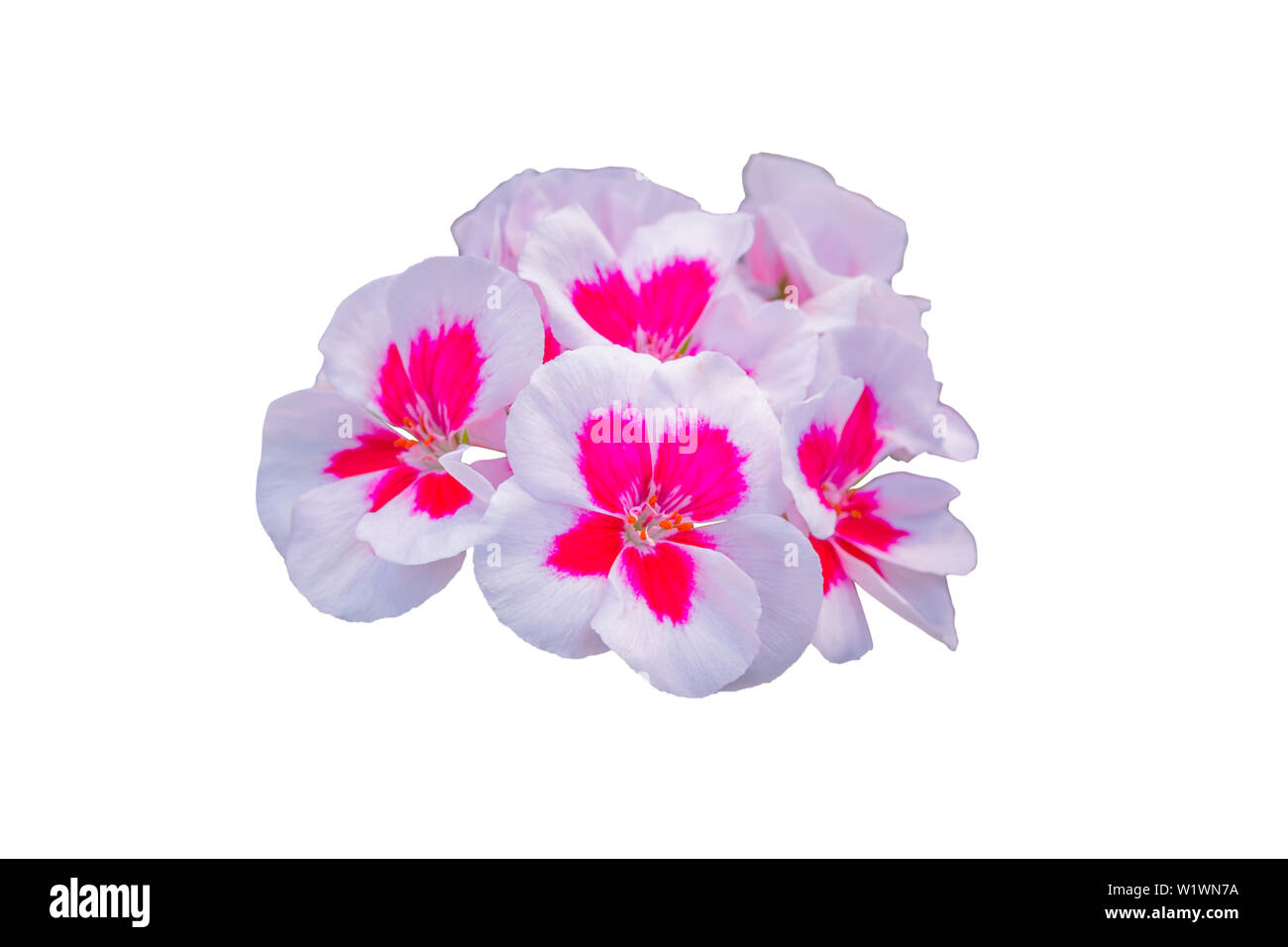 Impatiens walleriana white and pink flowers on white background. Stock Photo