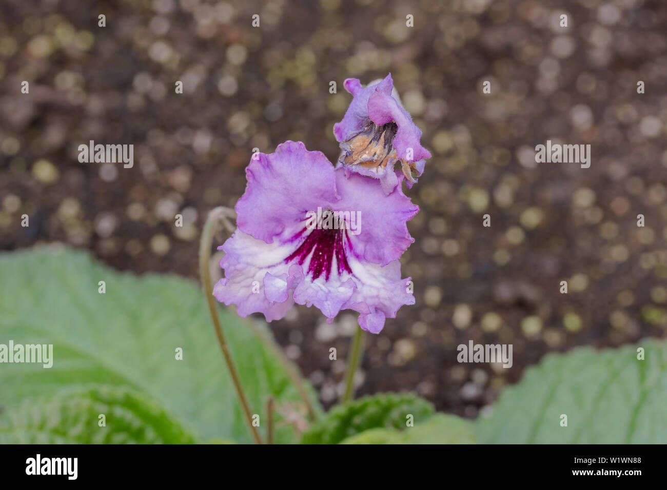 Streptocarpus soft purple flower in flower garden. Stock Photo