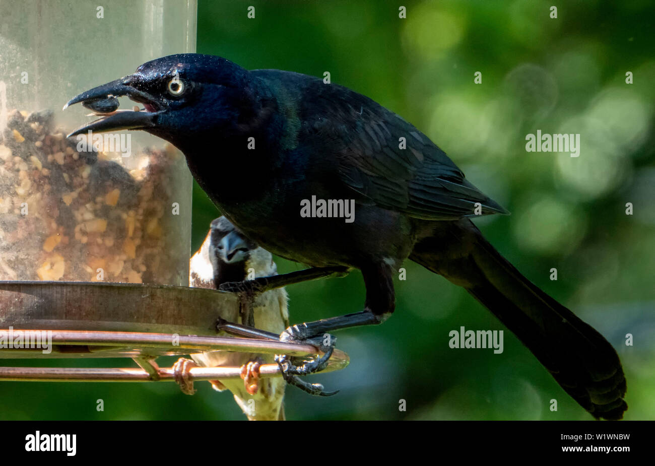 Seed Catcher Stock Photo 259335773 Alamy