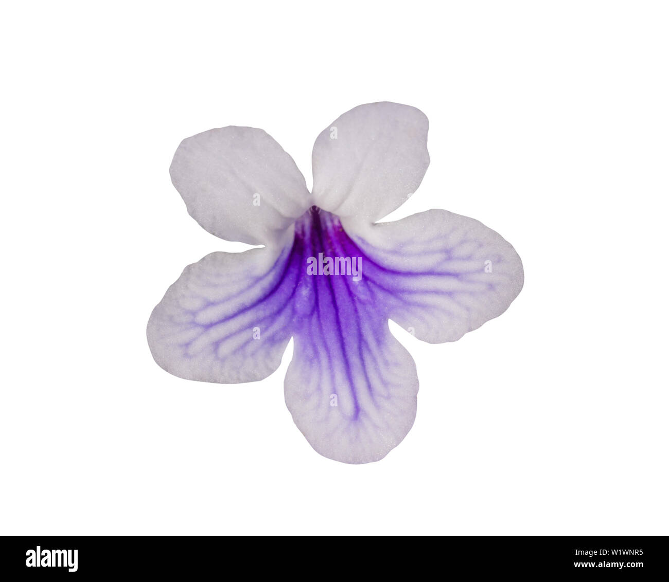Streptocarpus white and blue flower isolated on white. Stock Photo