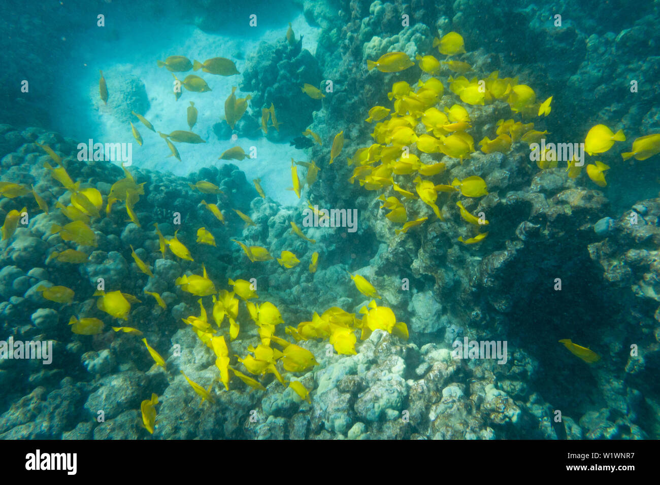 Yellow Tang ( Zebrasoma flavescens) on coral in Honaunay Bay, Hawaii Stock Photo