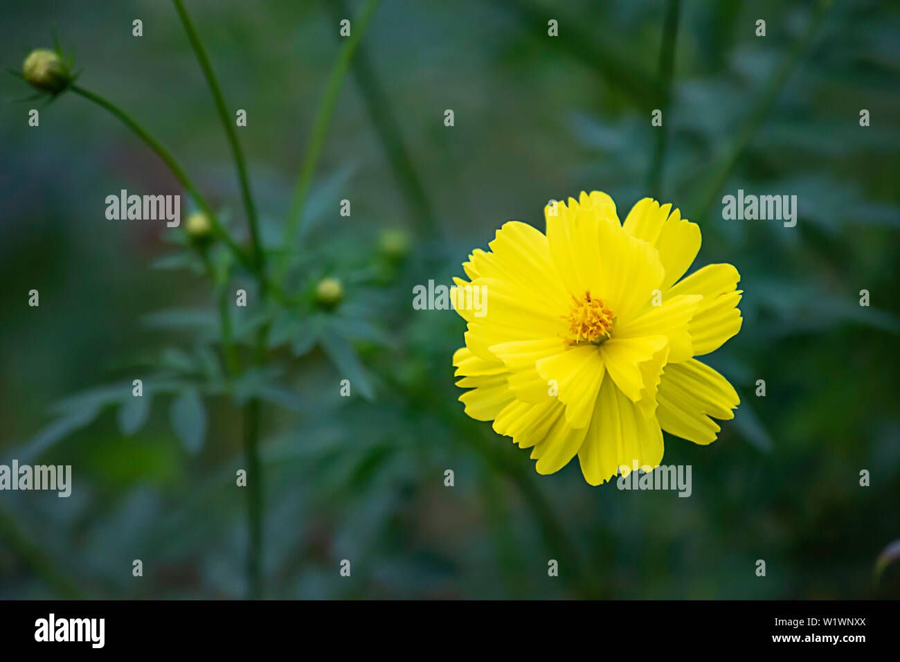 Yellow flower or Wedelia trilobata (L.) Hitchc in garden. Stock Photo