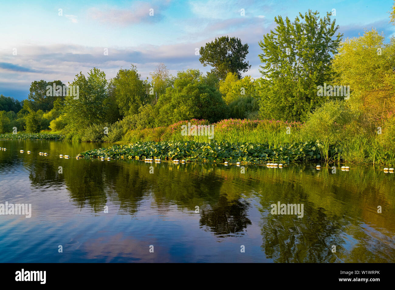 Trout Lake, John Hendry Park, Vancouver, British Columbia, Canada Stock