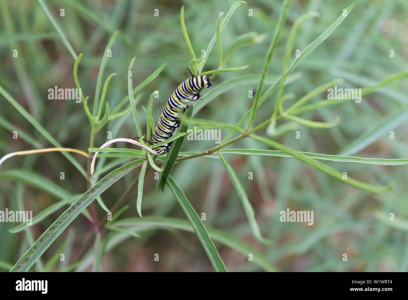 Close up caterpillar in grass hi-res stock photography and images - Alamy