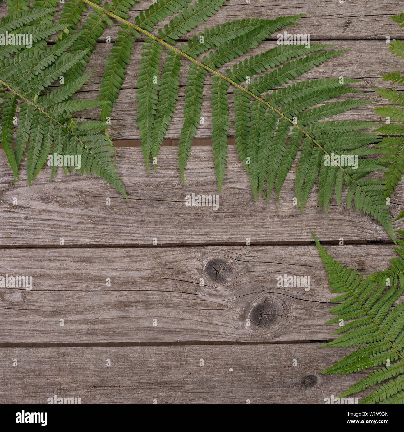 Rough tree fern hi-res stock photography and images - Alamy