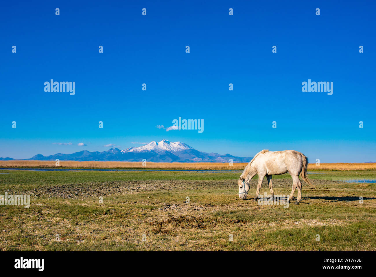 White wild free horse running and grazing in the field to the mountain. Erciyes Mountain in Kayseri Turkey. Sultan Sazligi national park in Develi Stock Photo