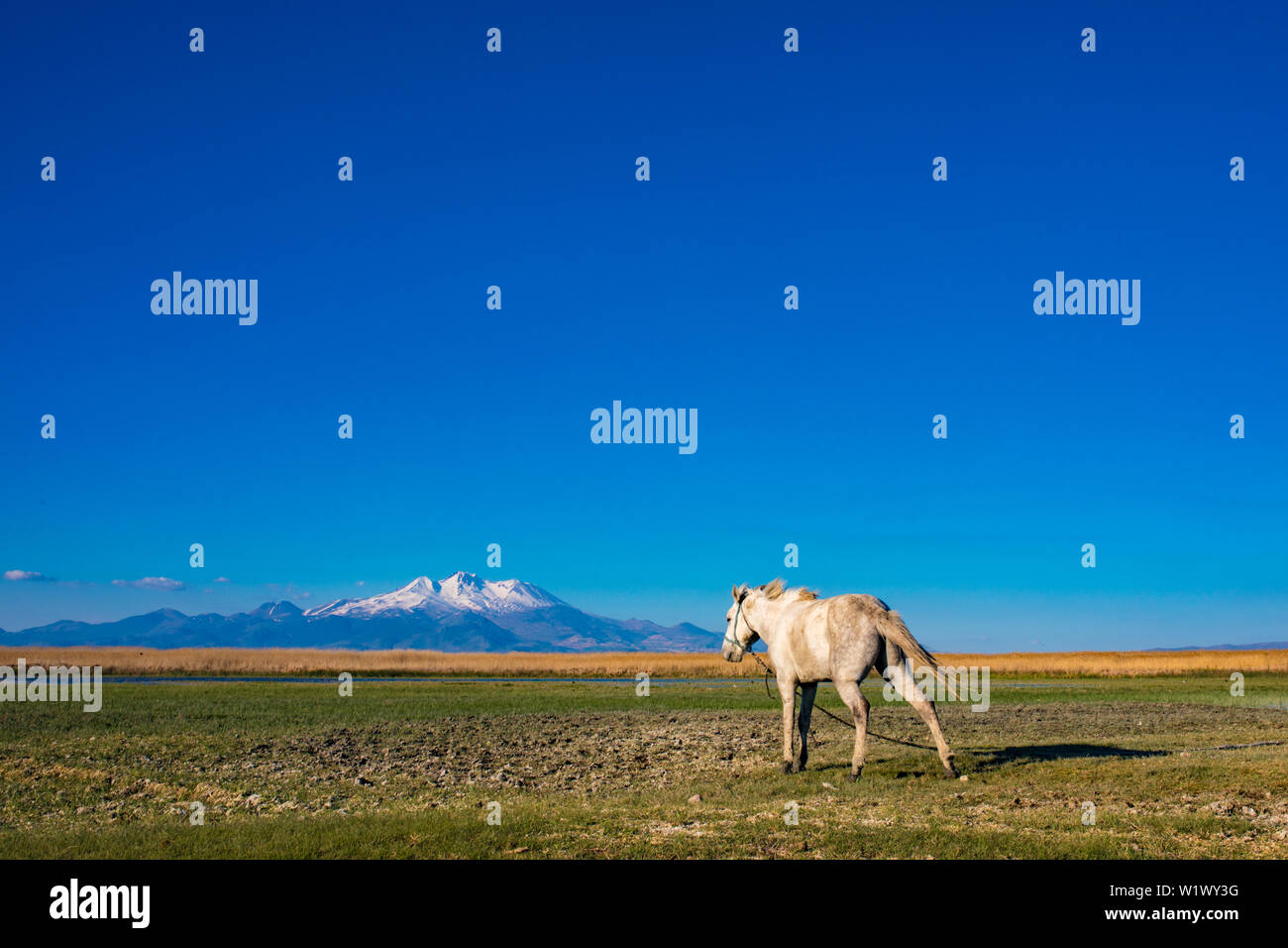 White wild free horse running and grazing in the field to the mountain. Erciyes Mountain in Kayseri Turkey. Sultan Sazligi national park in Develi Stock Photo