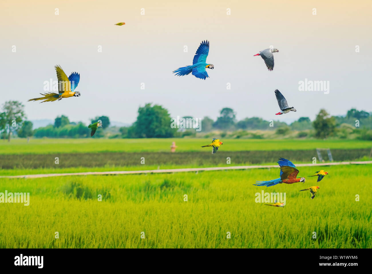 Colorful of the macaw parrot practice flying in the fields. Stock Photo