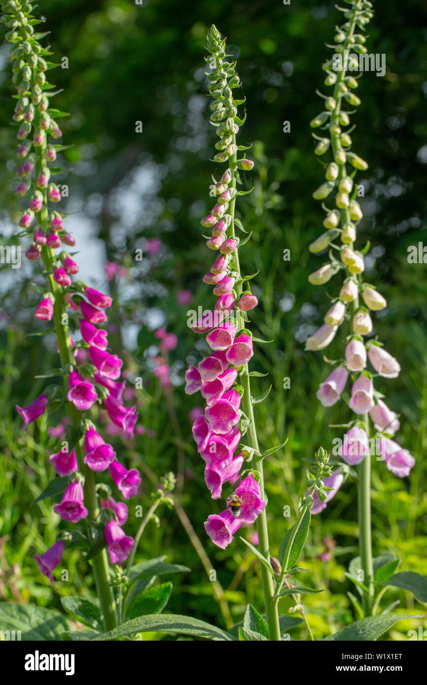 Foxglove (Digitalis purpurea), Three flower heads alongside one another, growing in an area of recently cleared woodland. June. Spring, early summer. Stock Photo