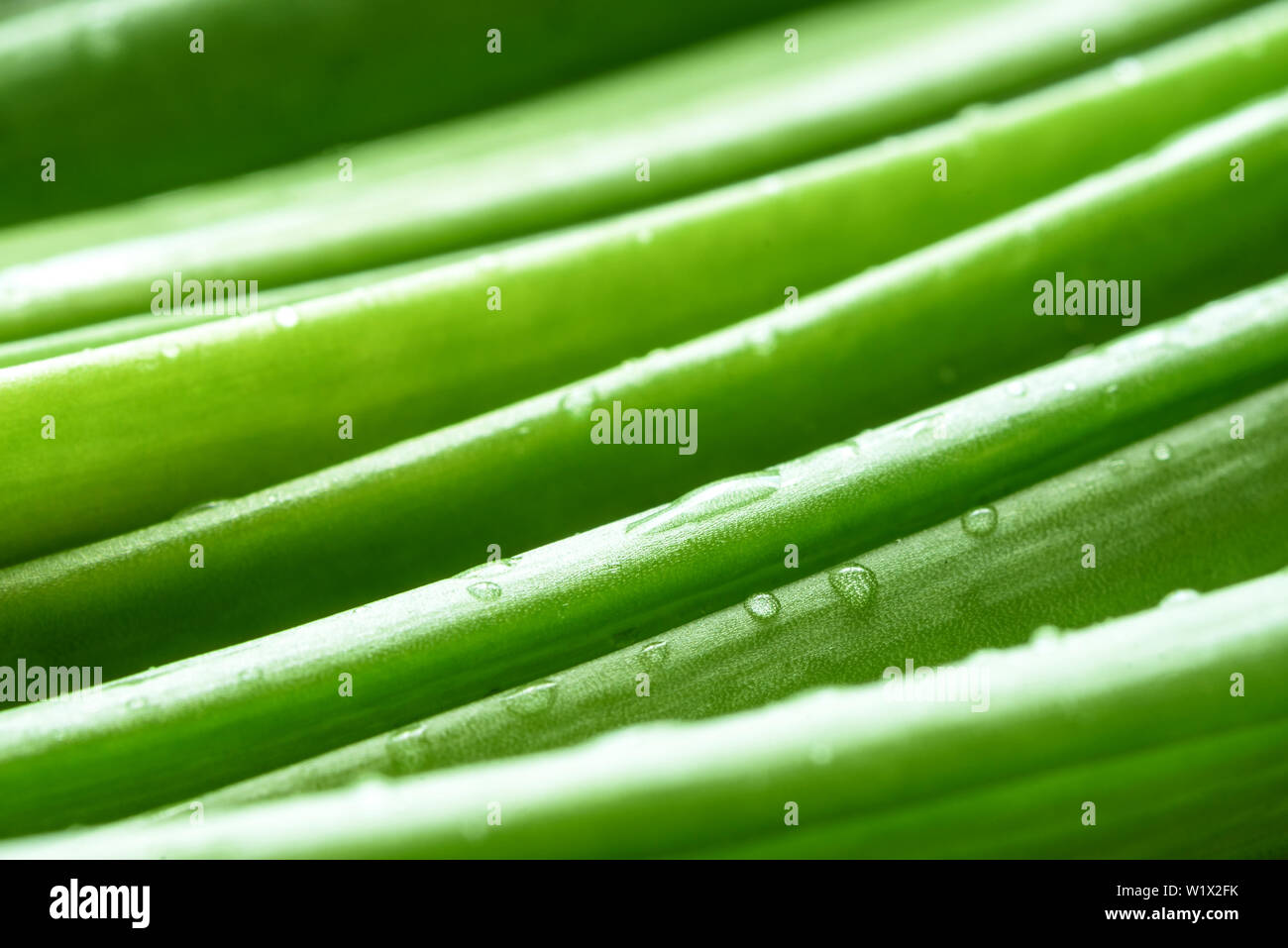 green onions on a wooden background, spices Stock Photo