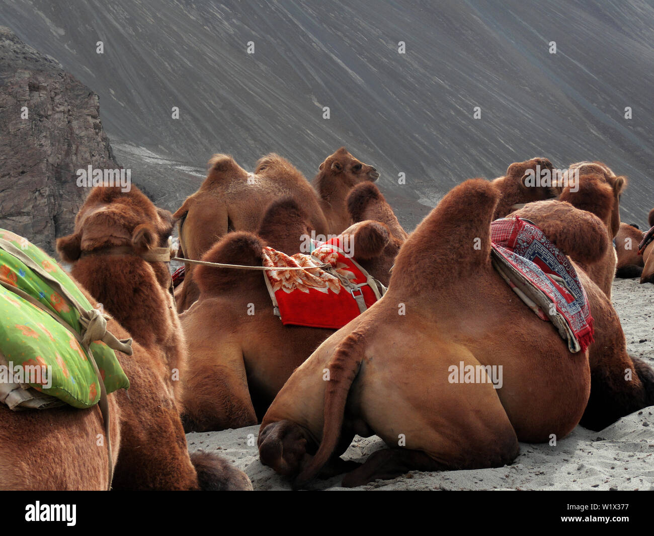 Bactrian Camel are taking some rest at Nubra Valley, Ladakh in the afternoon Stock Photo