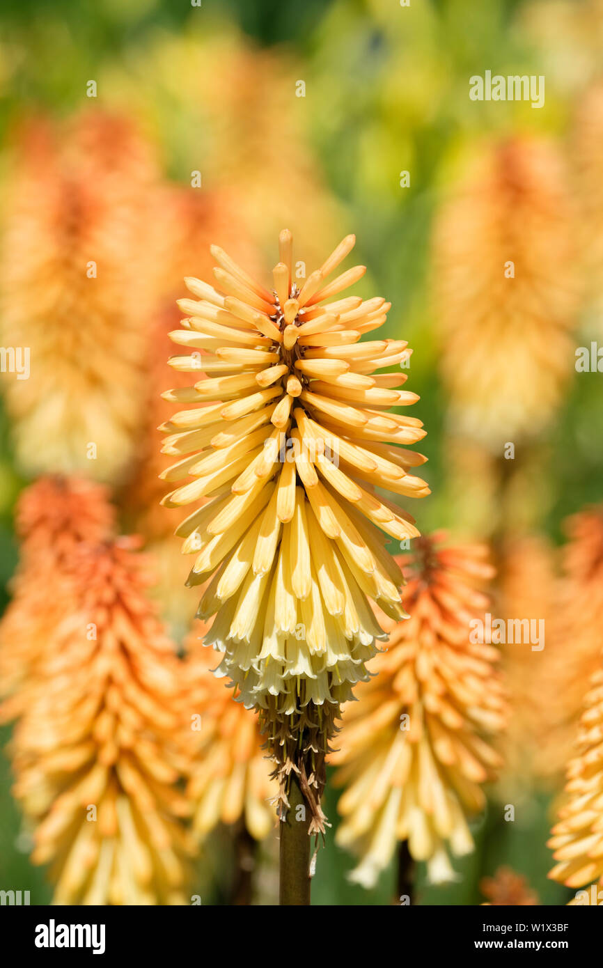 Close-up of Kniphofia 'Tawny King'', red hot poker 'Tawny King'' orange-cream flowers. Summer flowering Stock Photo