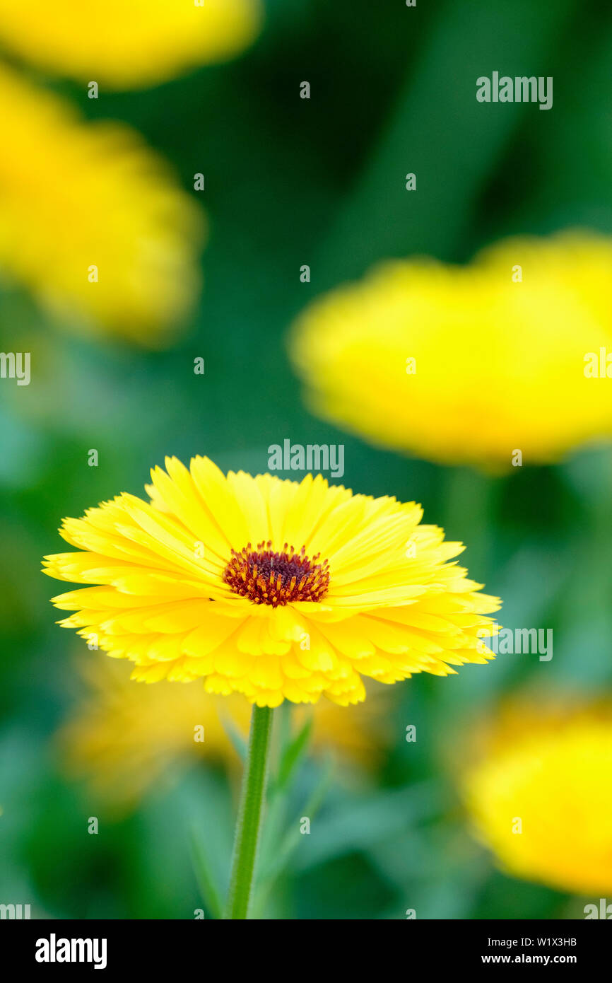 Close-up single flower of Calendula Officialis Kabloona 'Intense Yellow'. Common Marigold Kabloona 'Intense Yellow' Stock Photo