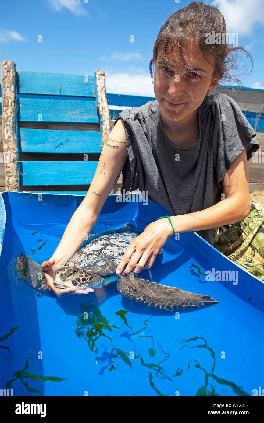 Woman, 26 years, holding the head of a sick green sea turtle (Chelonia mydas) in a water basin, Karumbe Centro Tortugas Marinas, La Coronilla Stock Photo