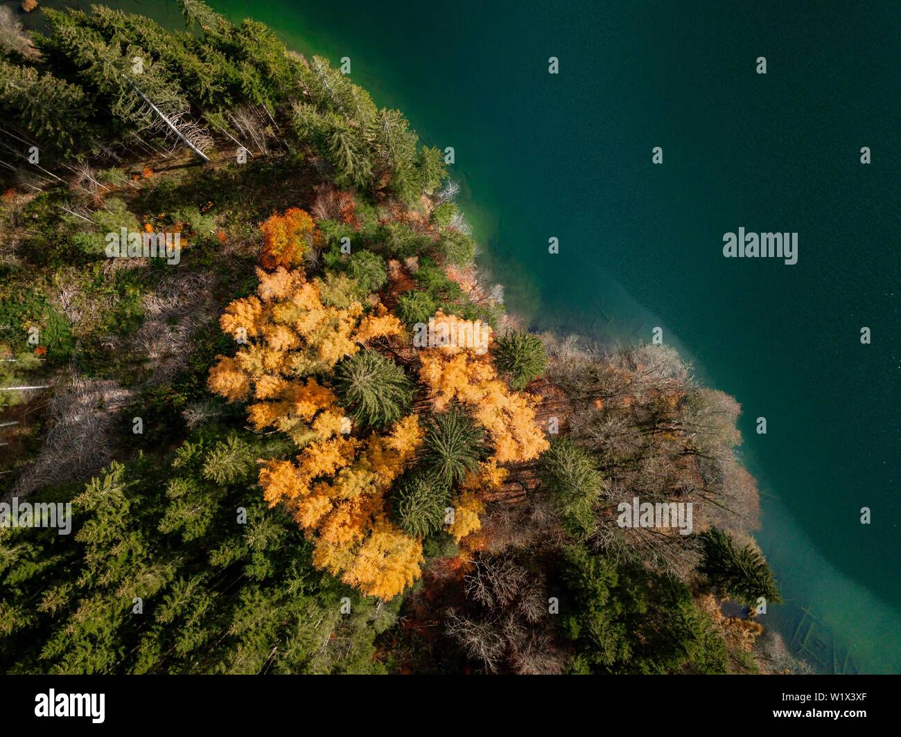 Drone shot, bird's eye view, mixed forest with yellow leaves in autumn from above, Lake Barmsee, Mittenwald, Bavaria, Germany Stock Photo