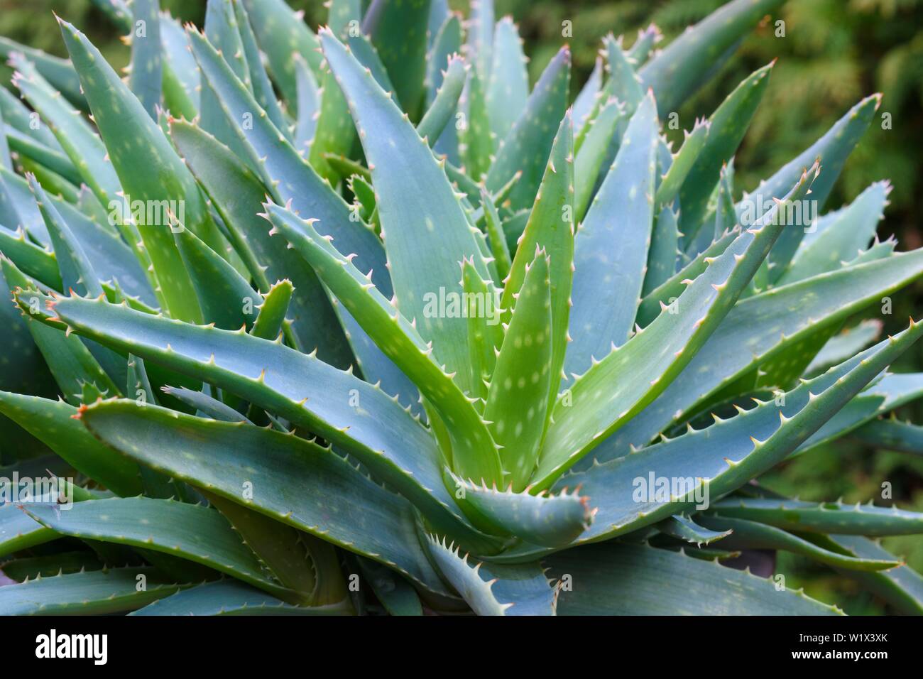 Aloe vera (Aloe vera), detail, Germany Stock Photo - Alamy