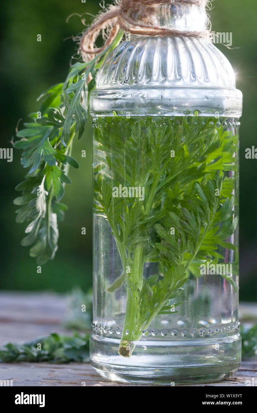 Wermut schnaps hi res stock photography and images Alamy