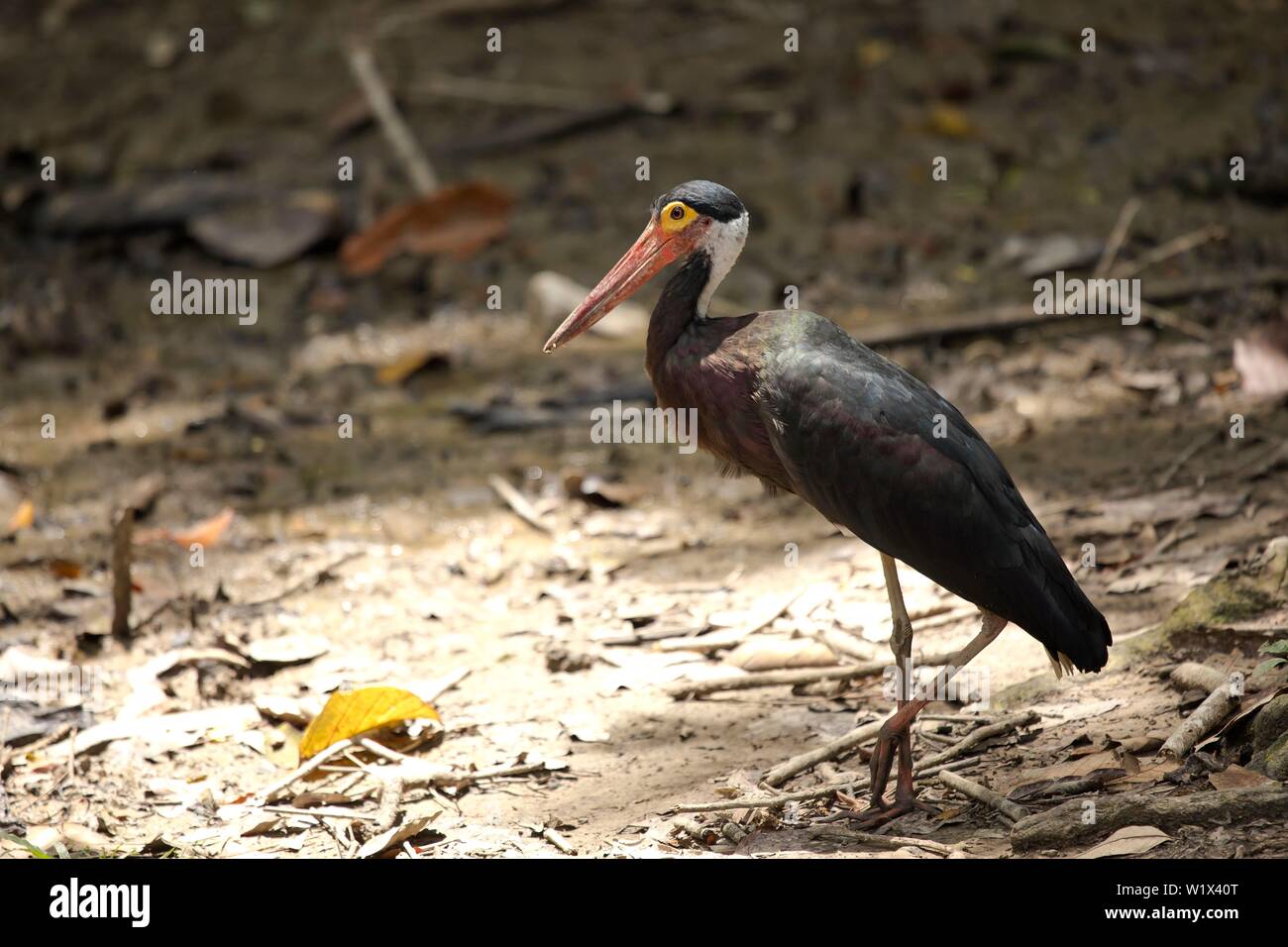 Storm's stork (Ciconia stormi), rarest stork species in the world, Kinabatangan River, Sabah, Borneo, Malaysia Stock Photo