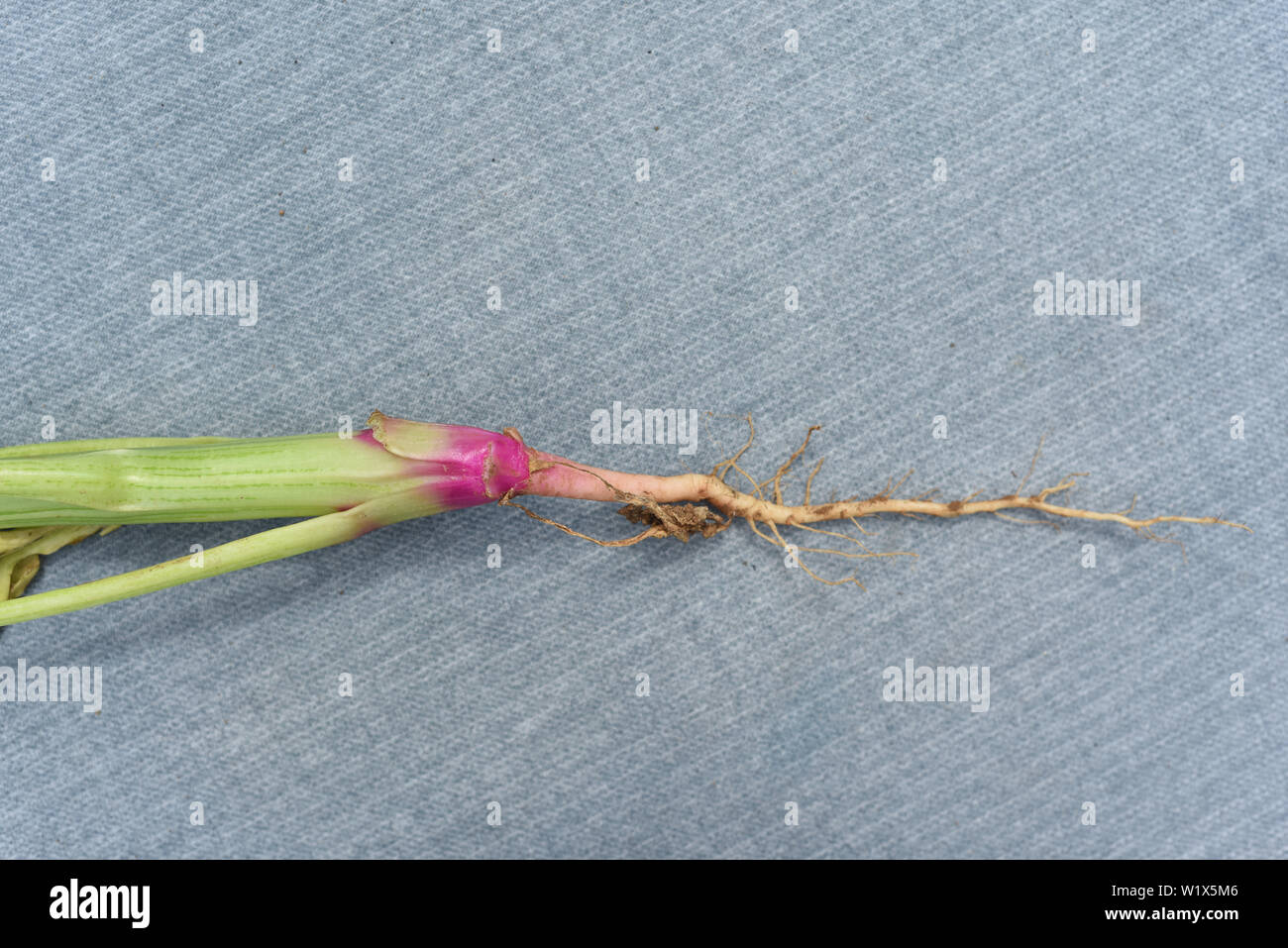 Organic vegetable root from freshly picked spinach plant Stock Photo