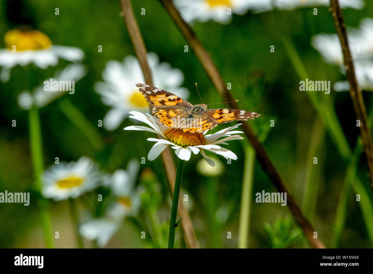 Painted Lady Butterfly (Vanessa cardui), feeding from an Ox-eye Daisy flower (Leucanthemum sp.). Tattered wing tips, general loss of colour, would suggest this is a recent arrival migrant to England from Africa. Stock Photo