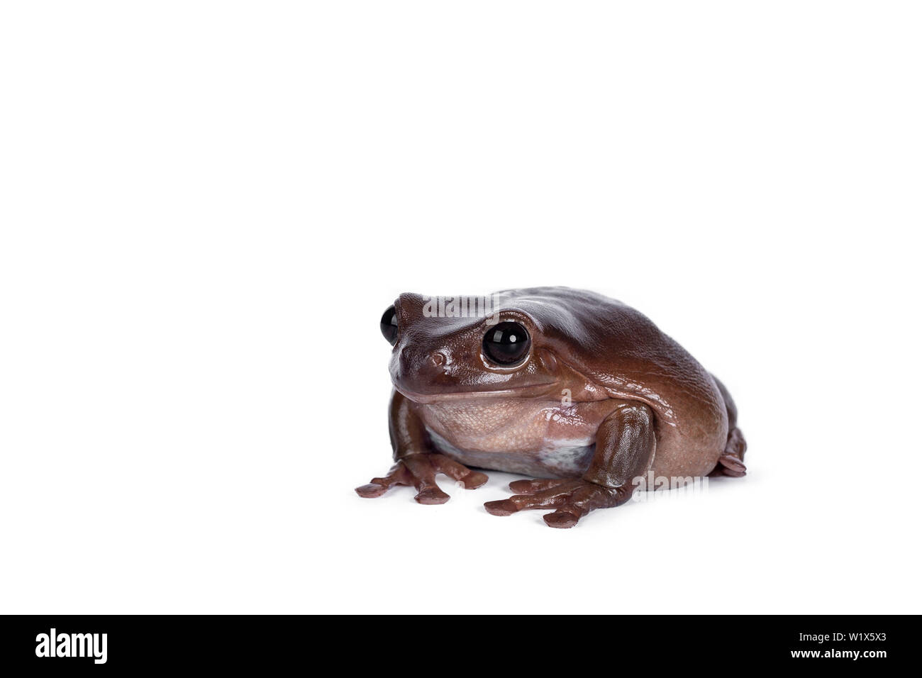 Cute brownish Australian green tree frog sitting side wards, looking straight ahead. Isolated on white background. Stock Photo