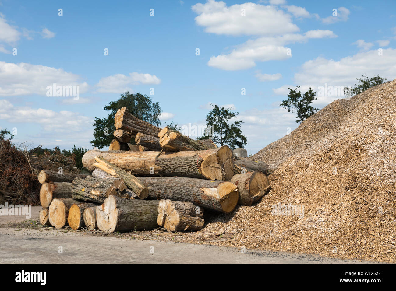 Oak tree trunks lying in front of a heap of biomass ready for use, Netherlands, Europe Stock Photo