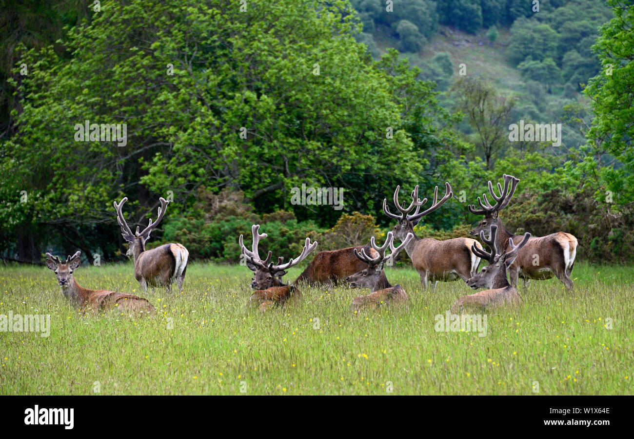 A herd of Scottish Red Deer in Summer. Kinloch Rannoch, Perth and Kinross, Scotland, United Kingdom, Europe. Stock Photo