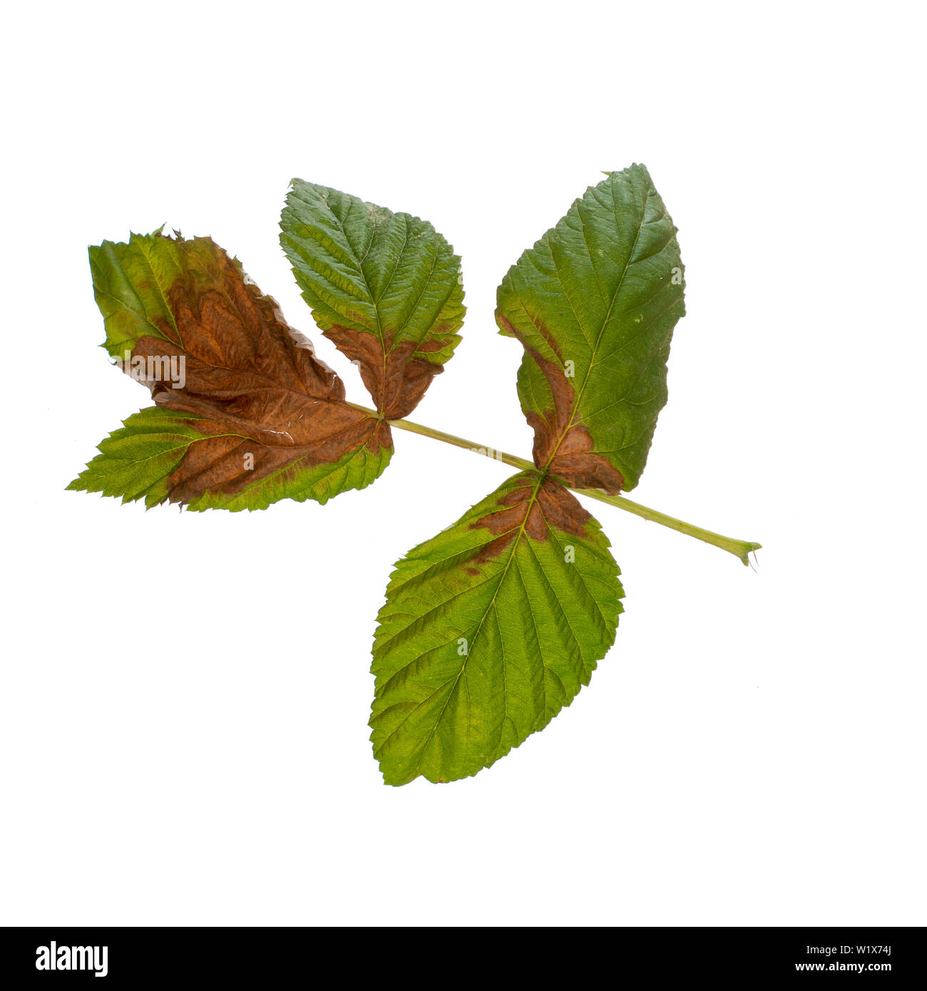 Raspberry leaves turned crisp and brown, probably damaged by sun and or drought. Isolated on white. Stock Photo