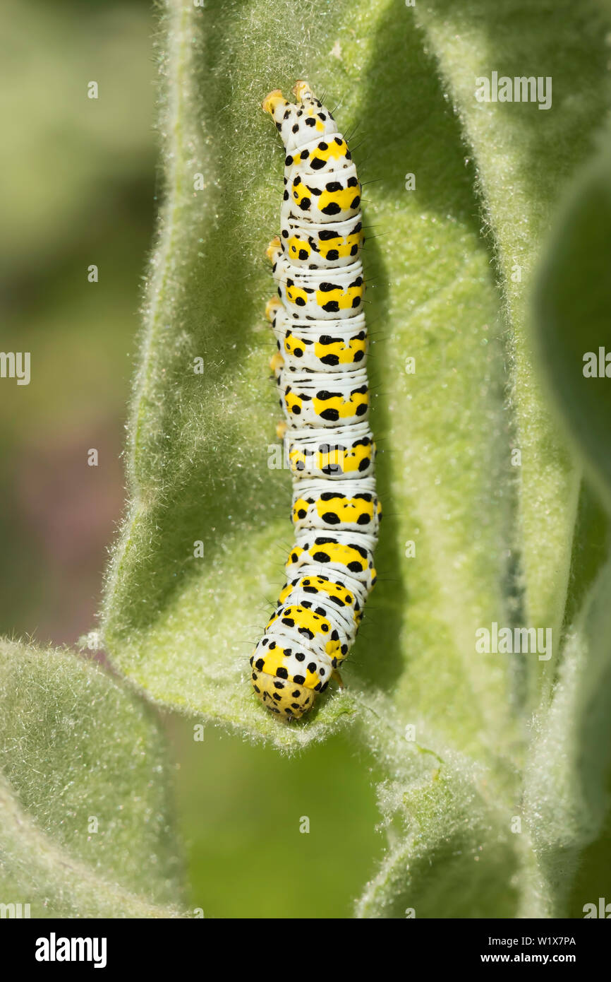 Mullein moth caterpillar on Verbascum Stock Photo