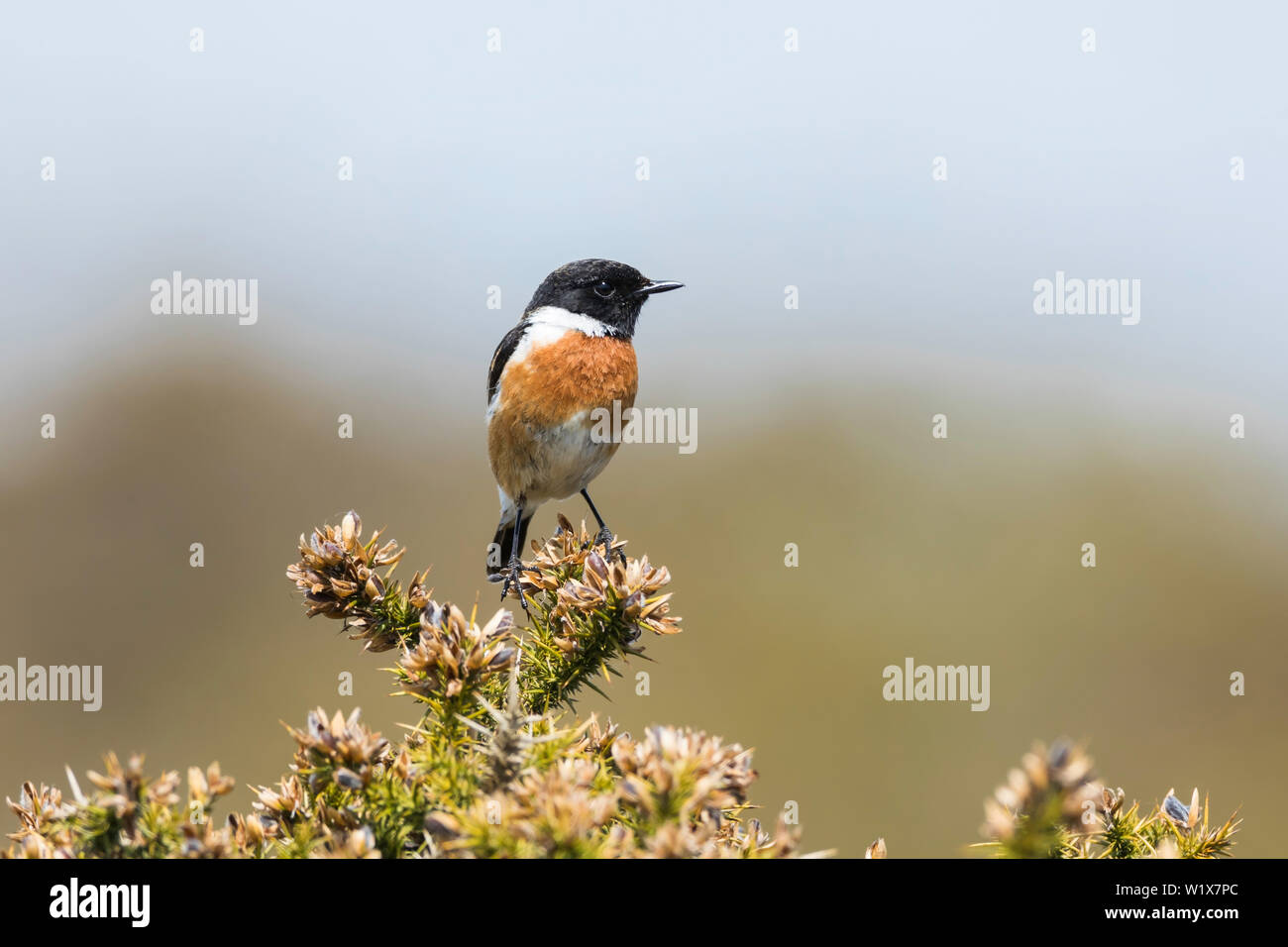 Sonechat male perched on the top of a gorse bush Stock Photo