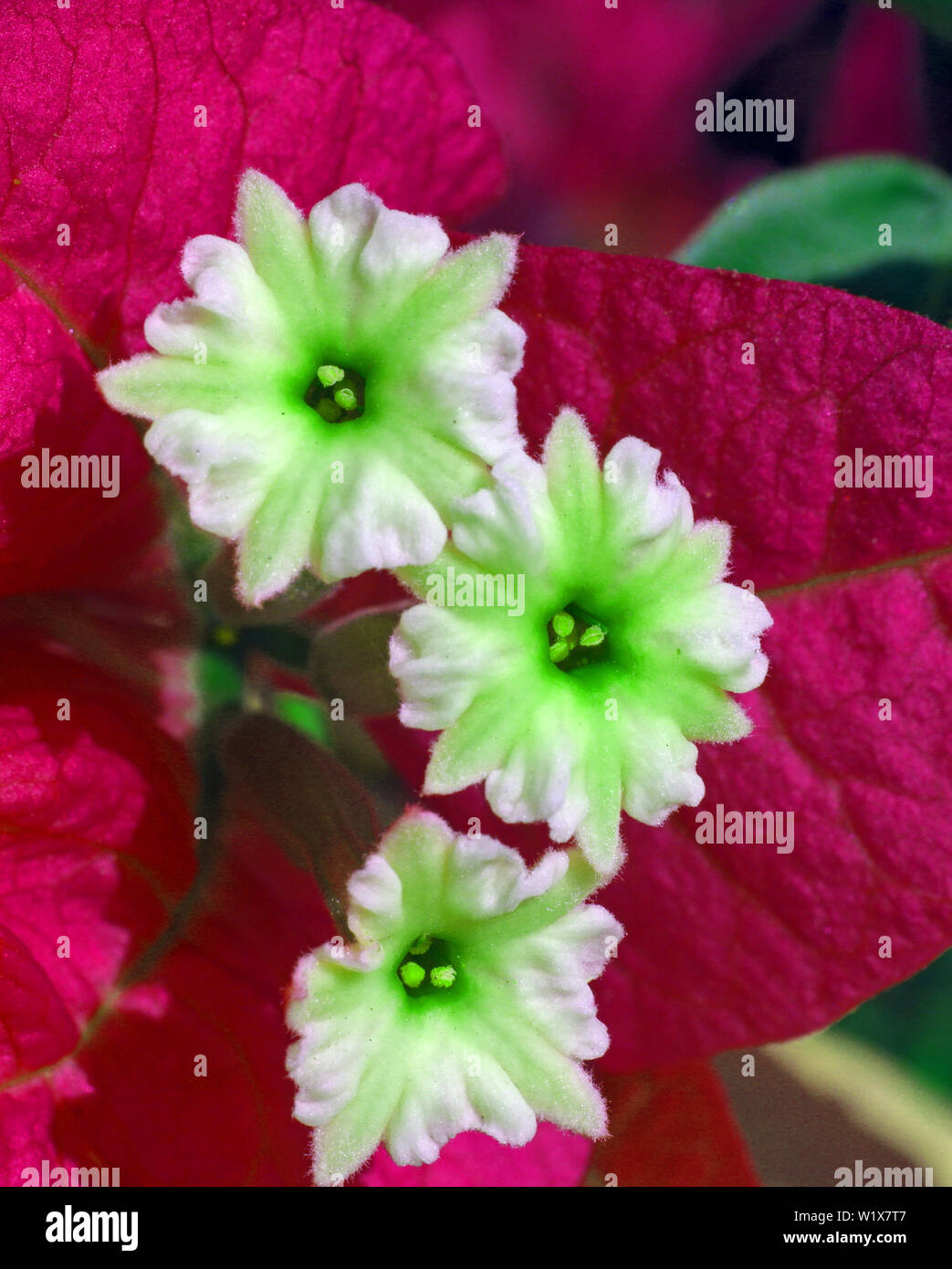 Bouganvillea flowering close-up Stock Photo - Alamy