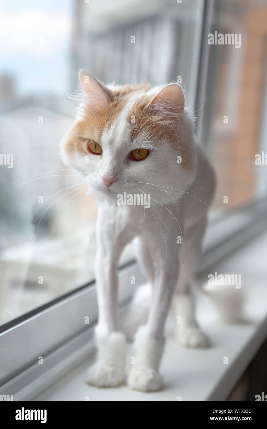 Trimming Cat Hair Stock Photos Trimming Cat Hair Stock Images