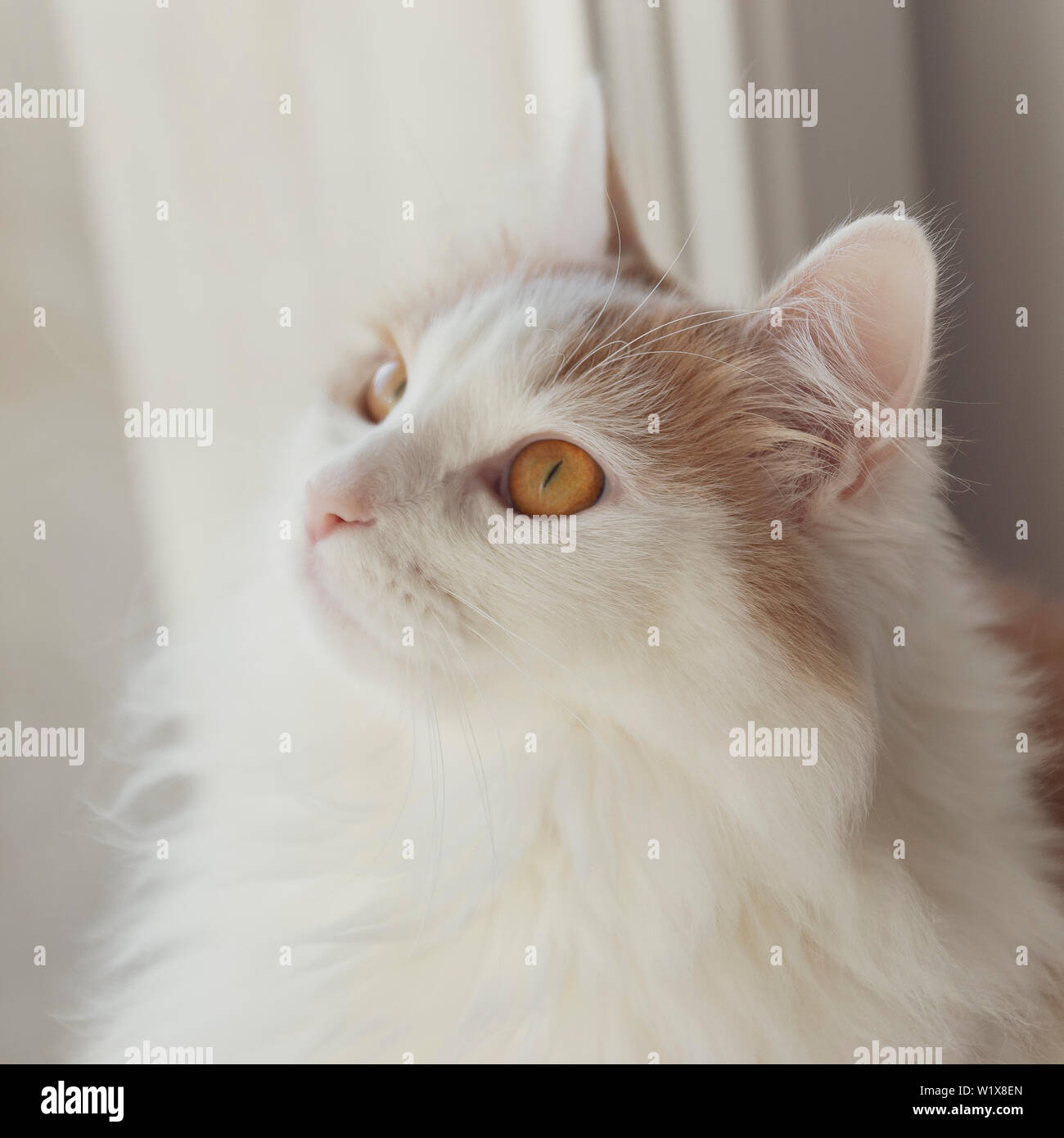 Domestic beige white cat, looking at the camera, cat face closeup