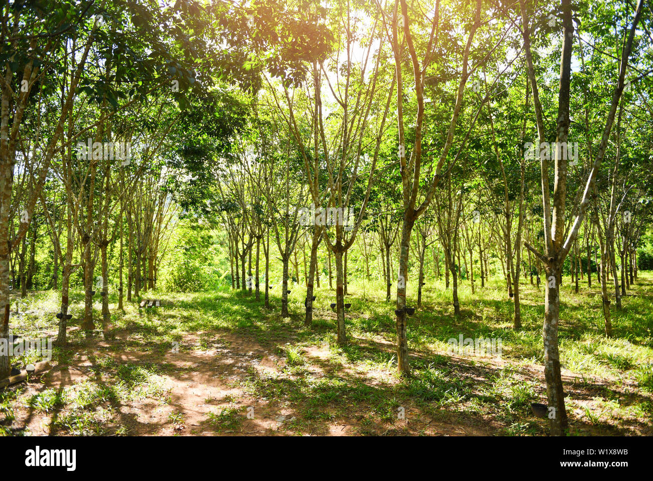 rubber plantation with rubber tree forest in agriculture of asia for ...