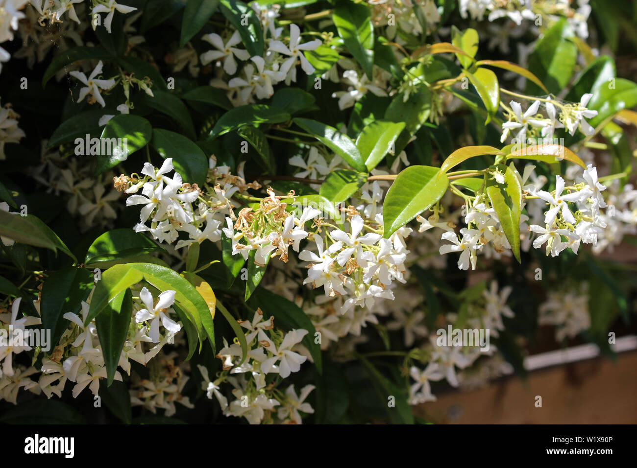 close up of Trachelospermum jasminoides, Common names include confederate jasmine, southern jasmine, star jasmine, confederate jessamine, and Chinese Stock Photo