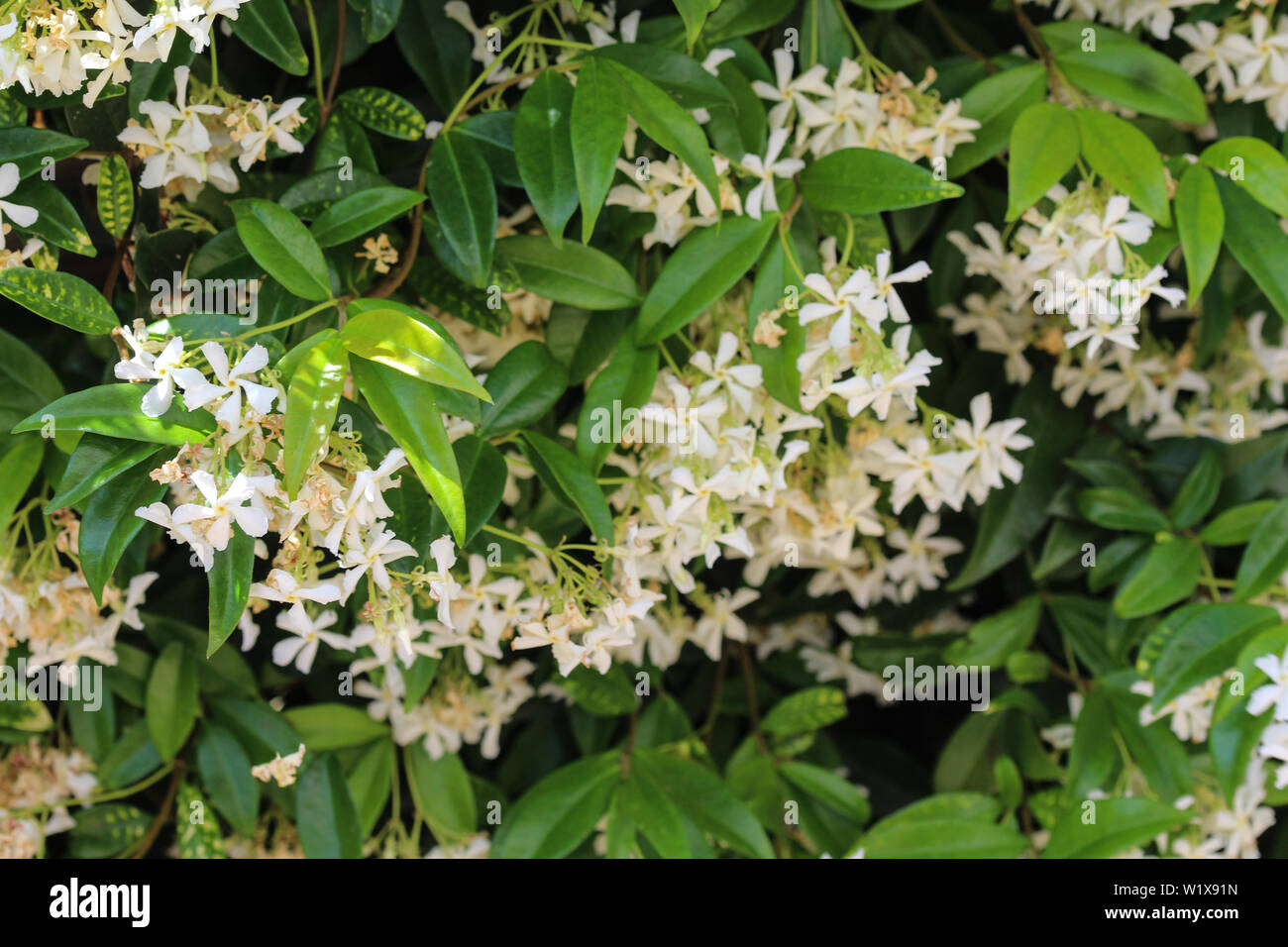 close up of Trachelospermum jasminoides, Common names include